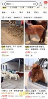 马年催生“萌马热”：二手平台矮脚马售价上千至数万  律师提醒：城市养马需合规，发生意外需担责