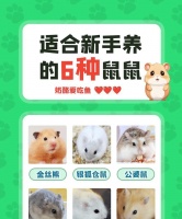 如何正确买到好的仓鼠品种？购买仓鼠时应注意哪些事项？