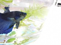 半月斗鱼要养多久才能成年？