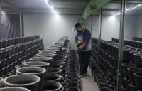 小仓鼠闯出大市场，徐州睢宁特色养殖有奔头