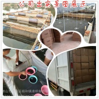 【血鳝鱼苗 小型热带鱼活体 蛇鱼苗鱼塘专养 水族宠物活体淡水苗】批发