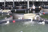 20立方米水桶=1亩鱼塘，德清“共富数字渔仓”实现智慧养殖