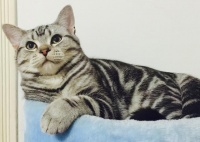 虎斑猫剃完毛后，变成了银渐层，身上花纹全部消失，猫被调包了？