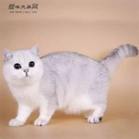 银渐层猫价格：宠物级，约2000