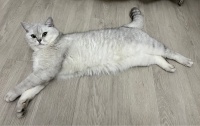 银渐层猫（Silver Shaded British Shorthair）