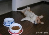 狗狗挑食不吃狗粮？揭秘有效解决方案！