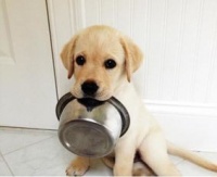 “狗狗挑食？试试这些替代方案！”