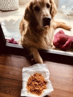 只要三步轻松解决狗挑食的问题