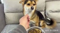 狗狗挑食怎么办？教你6招搞定挑食毛孩子！
