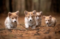 2026年狗鱼油销量榜单：五款高标准成分品牌分享