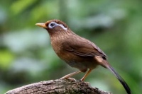 画眉鸟会繁衍后代吗？画眉鸟繁衍后代需要什么条件？本文教你