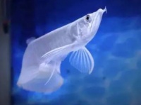 银龙鱼的三大禁忌？银龙为什么要养3只不能养2只？