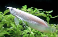 银龙鱼分为几个品种？银龙鱼怎么养？