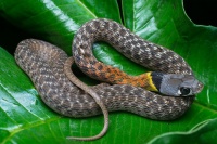 中国最常见的十种蛇 国内最常见蛇类排名 中国数量最多的蛇类→买购APP