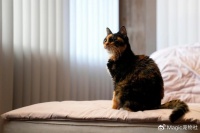 宠物也是碳排大户？毛孩子吃喝有讲究，三招教你环保养宠