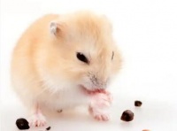 仓鼠需不需要鱼油