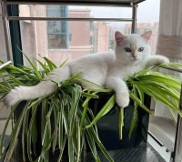 猫咪祸害绿植，捣乱完躺平装睡，铲屎官：是我家的猫没错了！