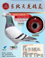 东北天龙赛鸽公棚，宠物鸽界小红书！