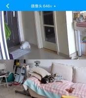 养宠人必看！宠物智能家电是救星还是智商税？过来人：坑比想得多