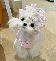 2026年马尔济斯/约克夏/西高地/可卡布/马尔泰/伯恩山宠物狗推荐：上海一站式宠物4S店全系供应