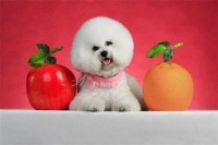 比熊发烧拉肚，速查急救攻略！