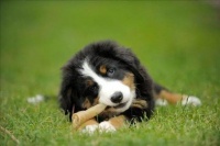 狗狗感冒饮食调理指南