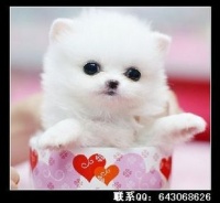 细小病毒速解攻略，宠物健康守护秘籍！