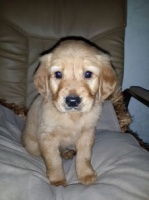 金毛反胃，速看食疗秘籍！