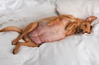 “产后出血，宠物妈妈需注意！”