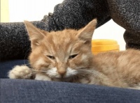 宠物驱虫进化史：从古至今守护萌宠健康