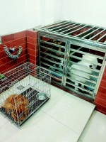 桂林花鸟市场金毛多少元一只 桂林花鸟市场宠物