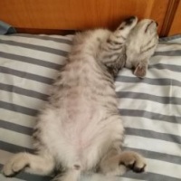 潍坊宠物医院哪家口碑好？专业治疗宠物疾病，你选对了吗？