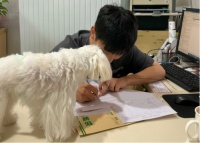 深圳猫病诊疗与专科医院推荐：科学治疗与费用解析