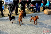 淮安狗基地爆红宠物圈！