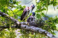 “世界上最神秘的鸟”首次在九江成功繁殖！