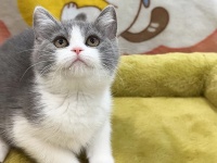 哪种宠物零食品牌比较好？2026 优质品牌大盘点