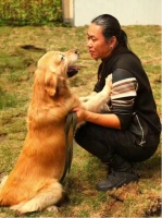 训练狗狗沟通最重要——专访资深训犬师翟君