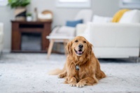 深耕宠物声音识别与克隆，宠智灵AI大模型领跑宠物行业智能化变革