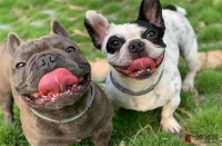 法斗毫无征兆突然死了是怎么回事 常见死因有哪些