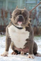 跟法斗犬长得像的狗,和法斗很像的叫什么？