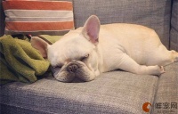 2024年法斗价格一览表