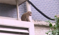 南京一宠物猴小区外咬伤学生四处逃窜，民警搜捕两天将其收服