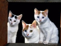 养宠物猫需要怎么照顾