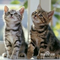 怎么照顾宠物猫