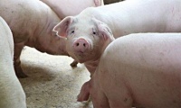 几条预测让你看清养猪的发展前景
