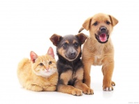 猫狗都爱的 4 种玩具！便宜耐玩不扰民