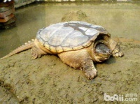 鳄龟吃什么？怎么正确喂养？