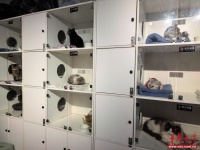 【新春走基层】寄养、托管、高铁同行 ，宠物经济成春节消费亮点