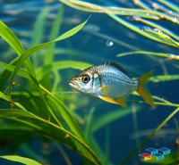 热门宠物疾病预防及仓鼠、鸟、猫玩具精选