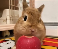 明明超可爱，却当不了宠物？兔子：三大致命缺陷，一个比一个真实